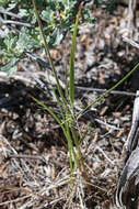 Imagem de Elymus elymoides (Raf.) Swezey