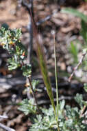 Imagem de Elymus elymoides (Raf.) Swezey