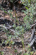 Imagem de Elymus elymoides (Raf.) Swezey