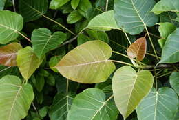 Image of Ficus arnottiana (Miq.) Miq.