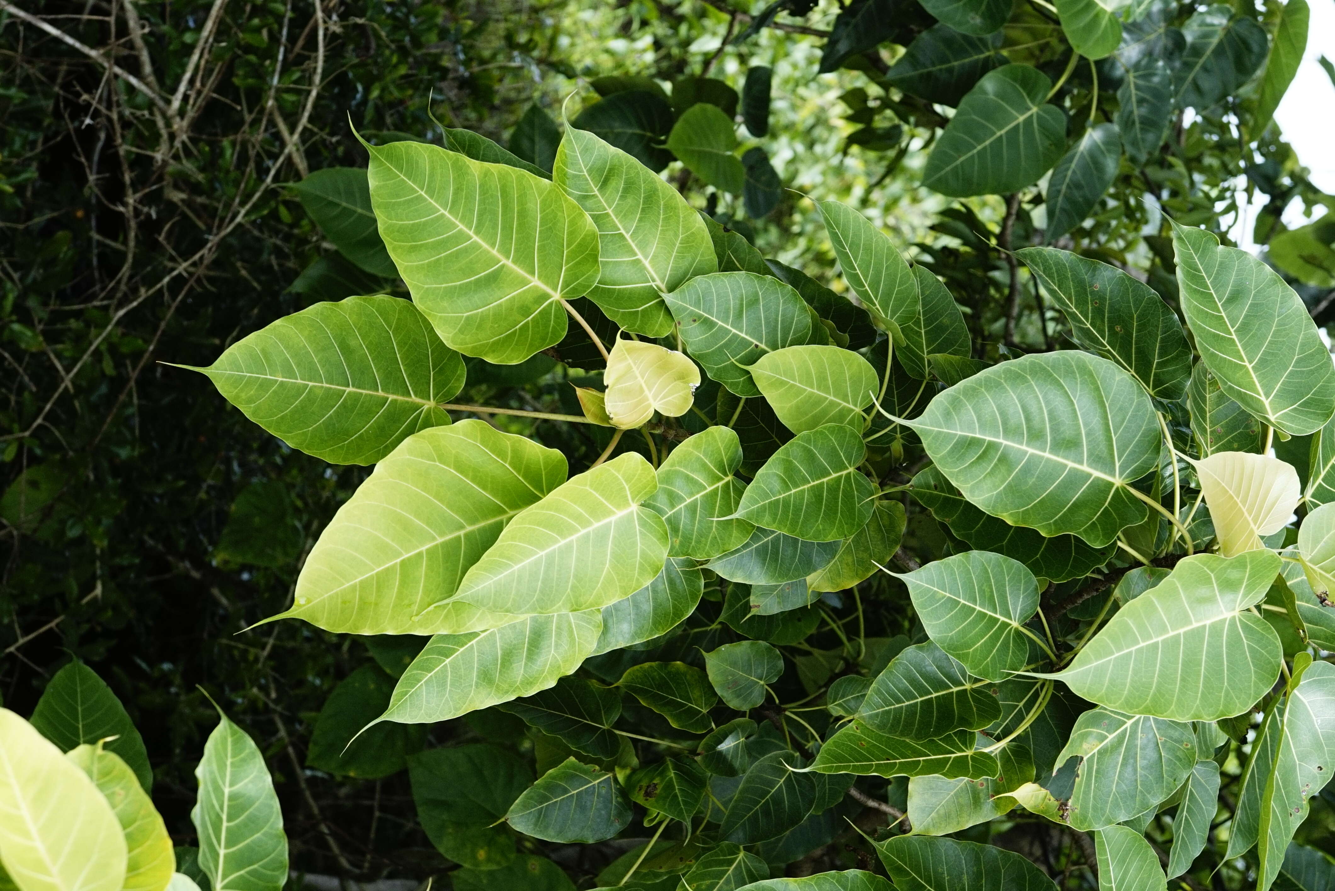 Image of Ficus arnottiana (Miq.) Miq.