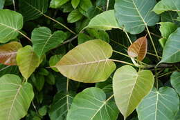 Image of Ficus arnottiana (Miq.) Miq.