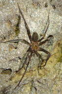 Image of Nelson Cave Spider