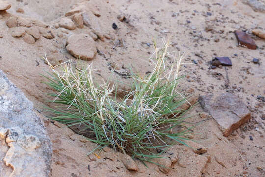 Imagem de Muhlenbergia pungens Thurb.