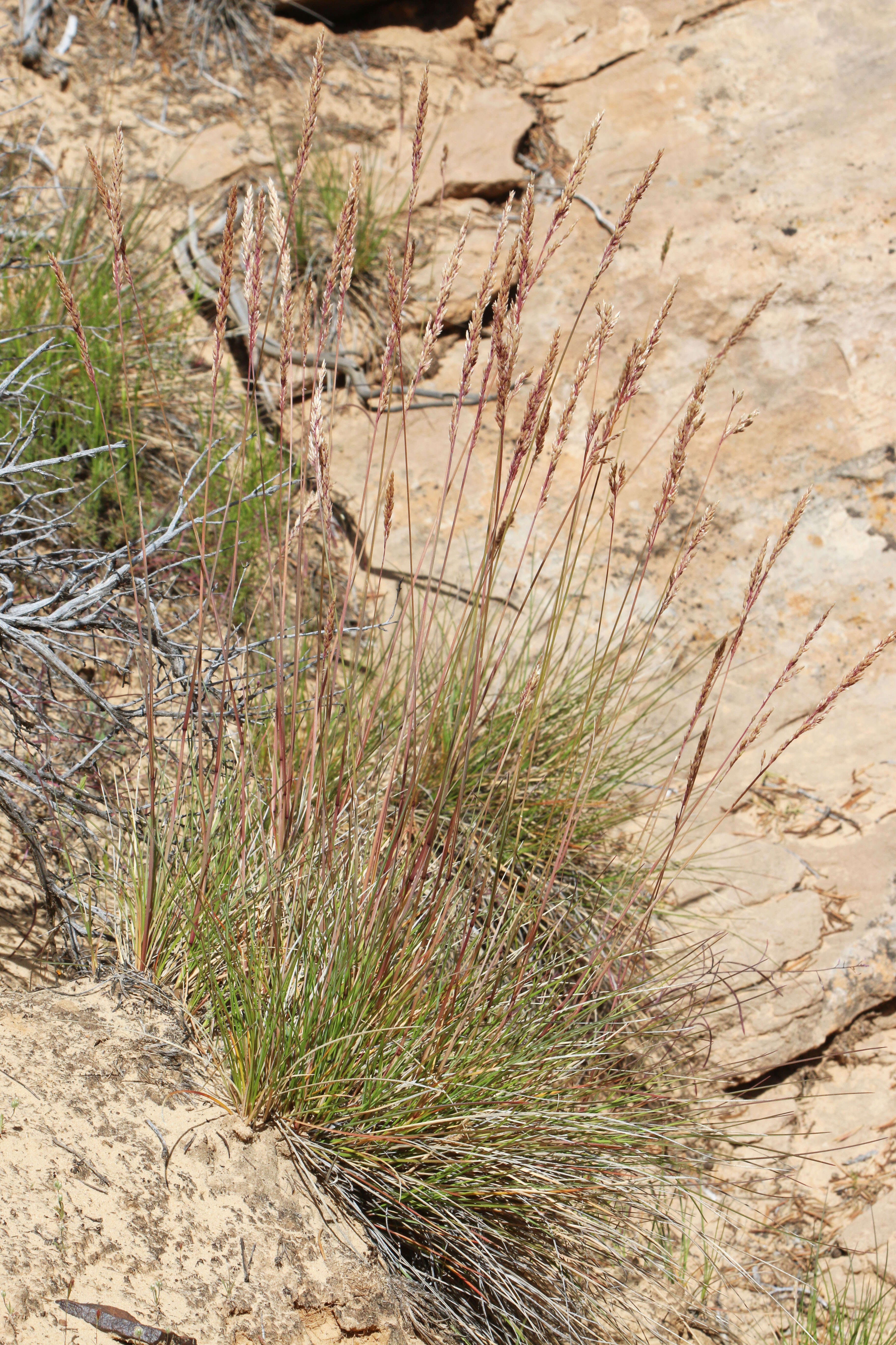 Image de Poa fendleriana (Steud.) Vasey