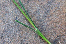 Image of Smooth Meadow-grass