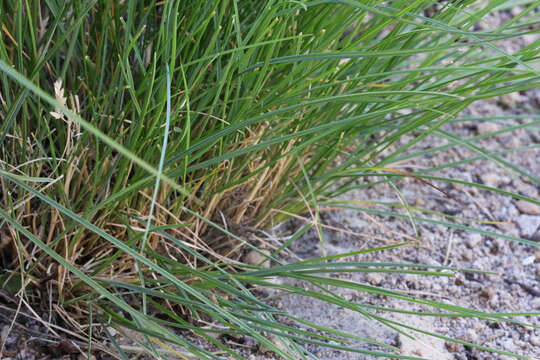 Image of Smooth Meadow-grass