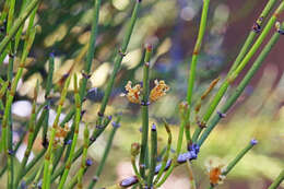 Image of Green Ephedra