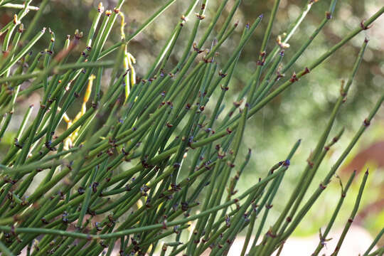 Image of Green Ephedra