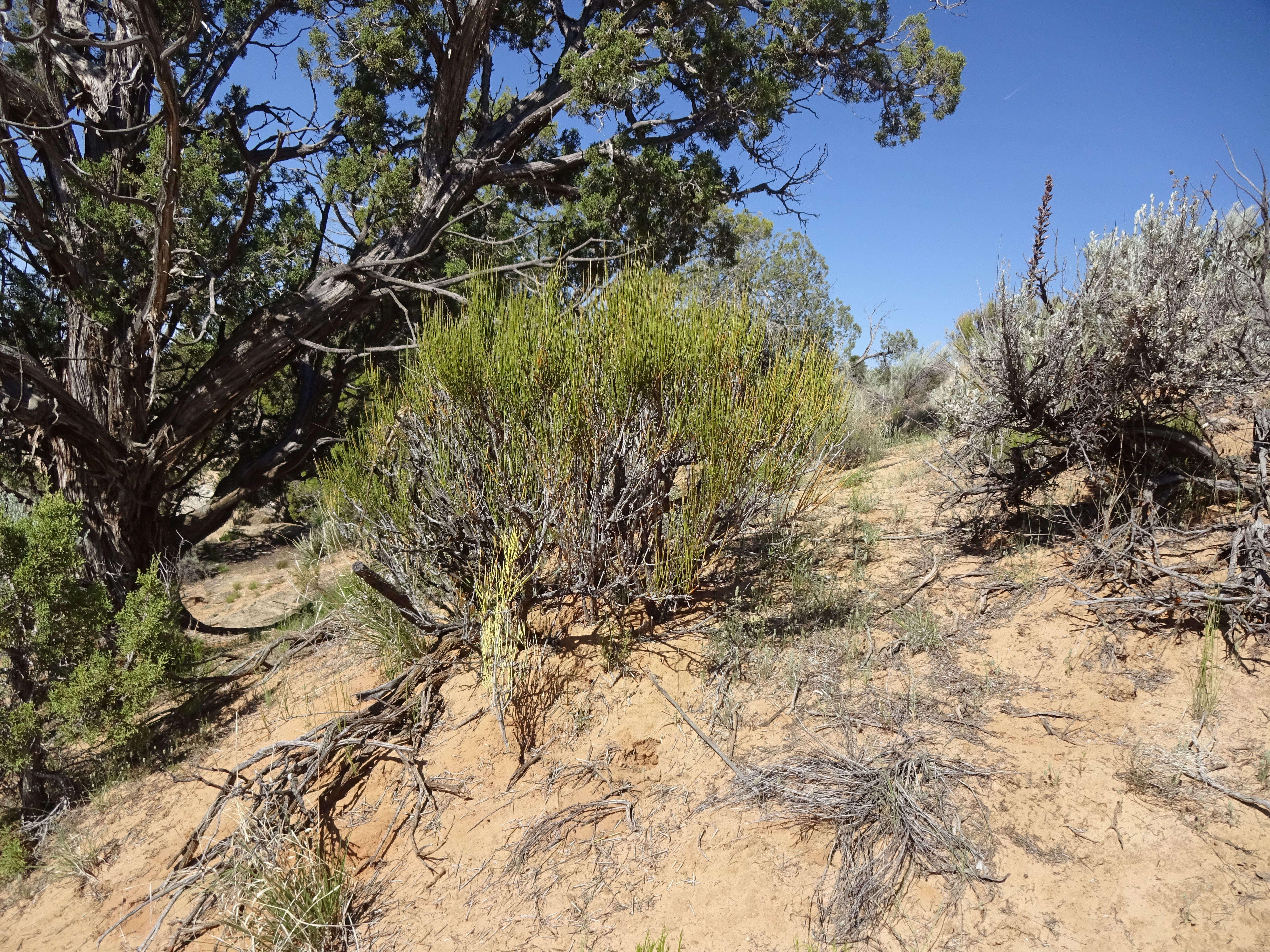 Image of Green Ephedra