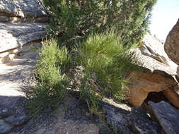 Image of Green Ephedra