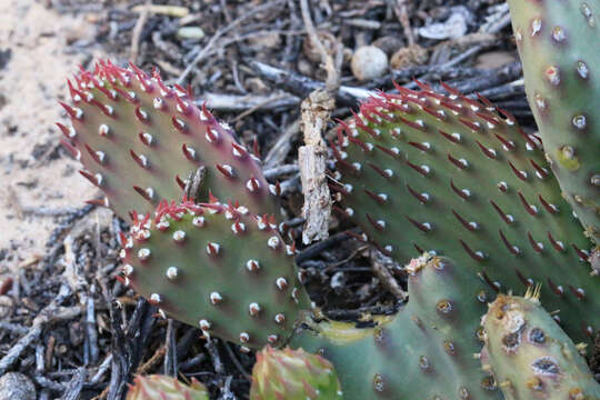 Image of Golden Prickly-pear