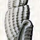 Image of Heterocithara rigorata (Hedley 1909)