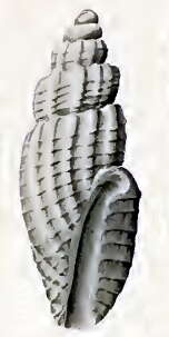 Image of Heterocithara rigorata (Hedley 1909)