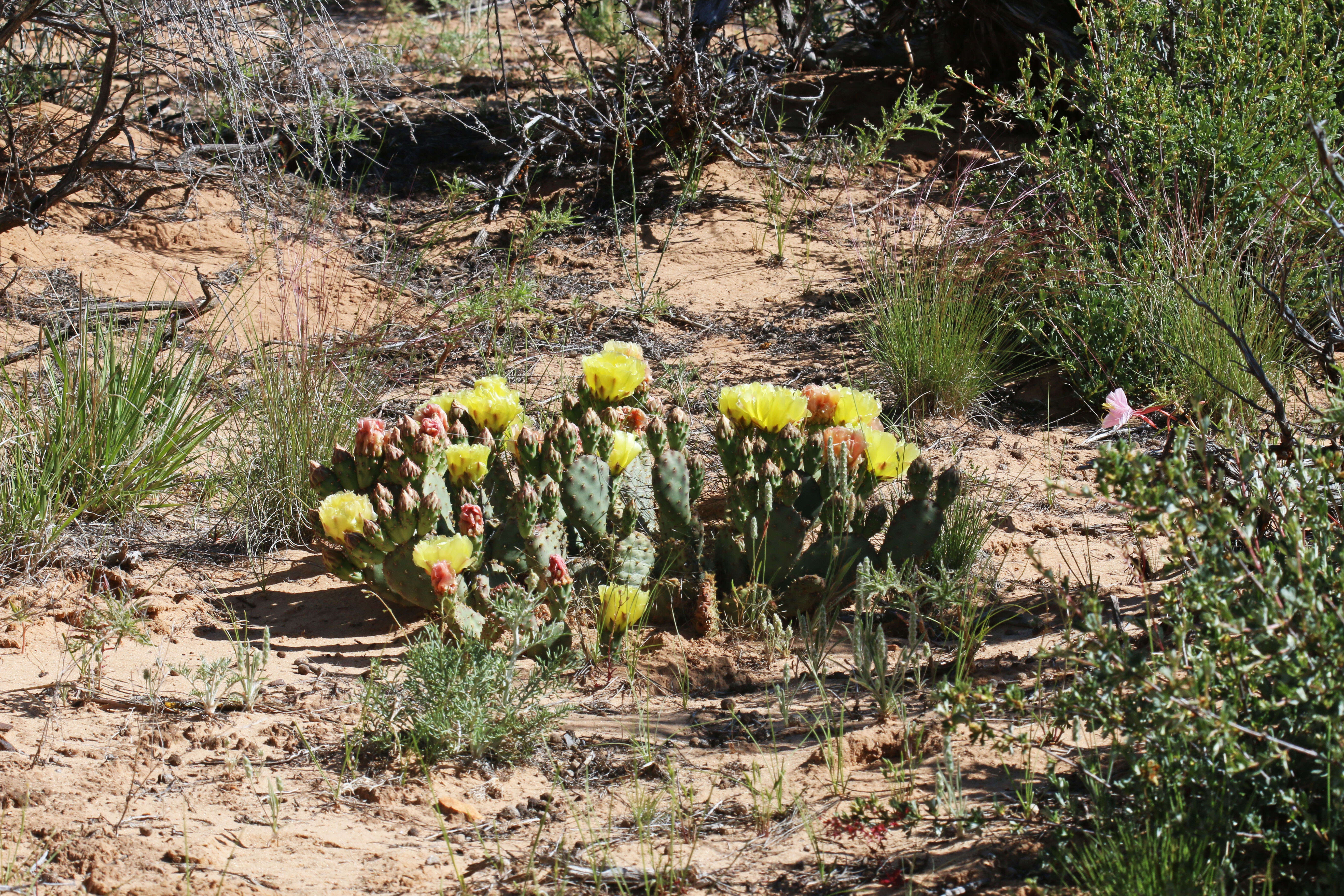 Image of Golden Prickly-pear
