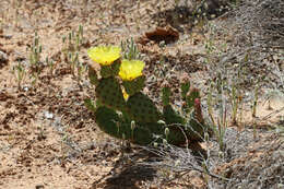 Image of Golden Prickly-pear