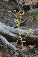 Image of wingnut cryptantha