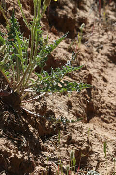 Crepis occidentalis Nutt. resmi