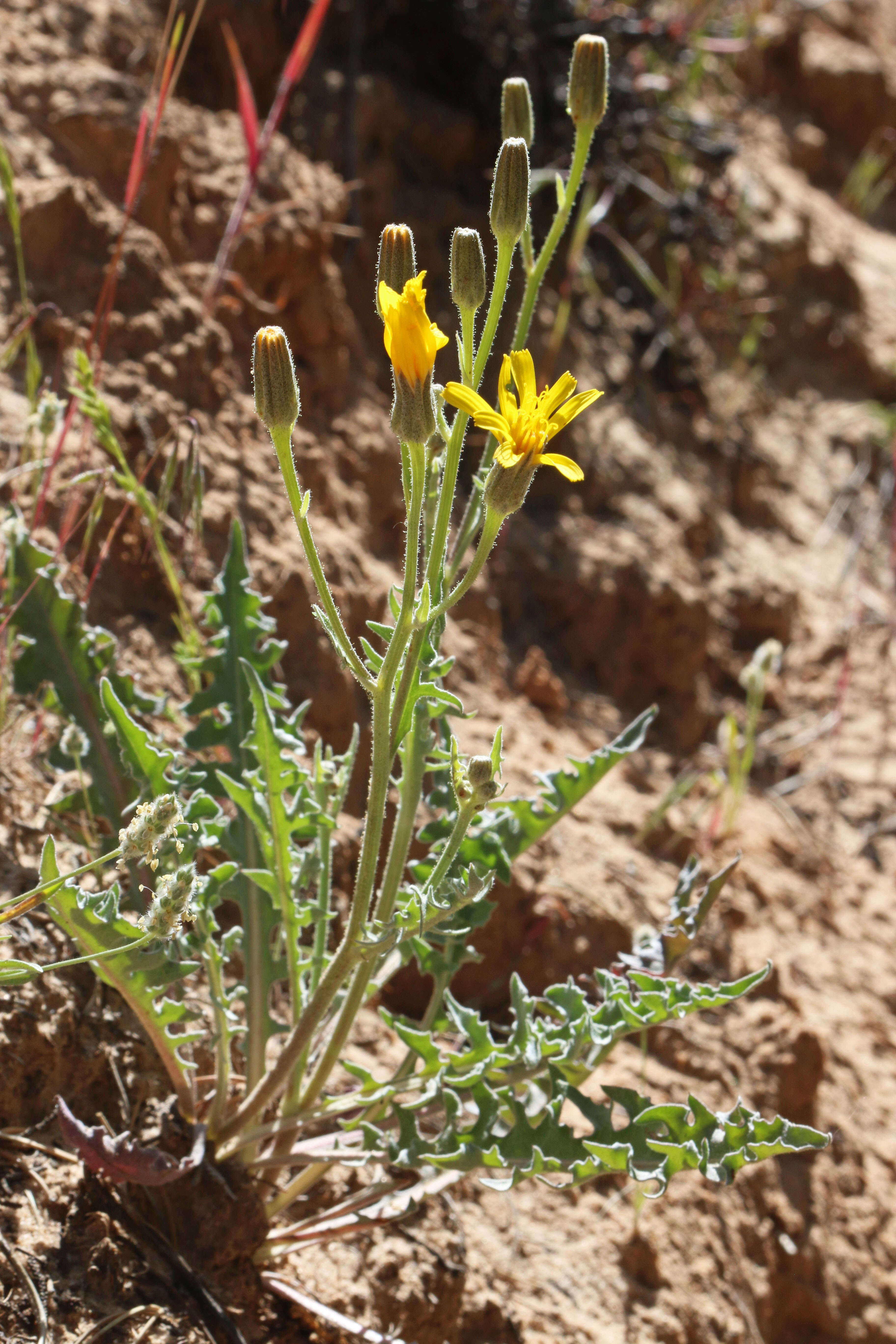 Image of largeflower hawksbeard