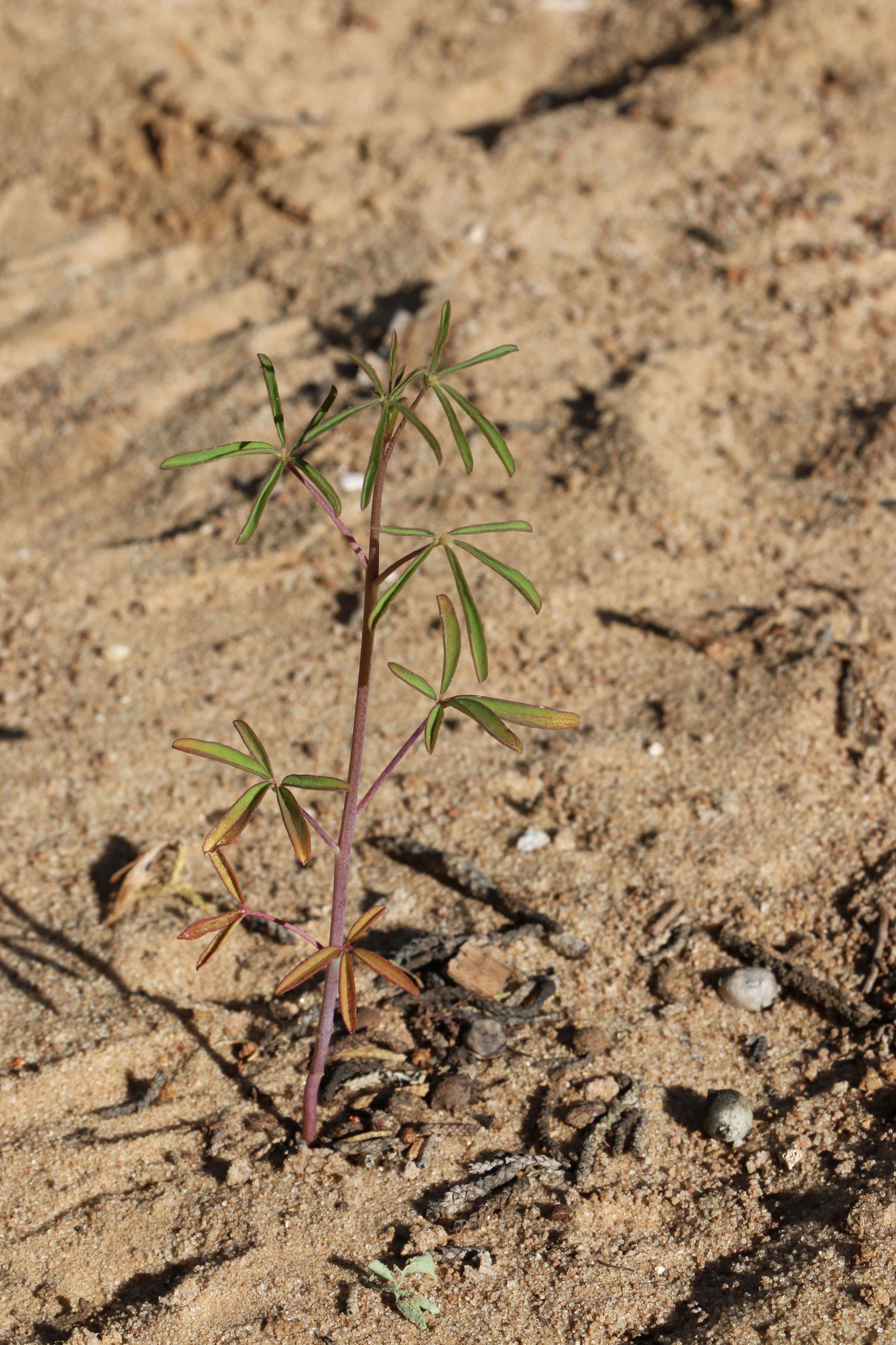 Image of Cleome lutea