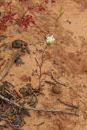 Image of Esteve's pincushion