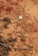 Image of Esteve's pincushion