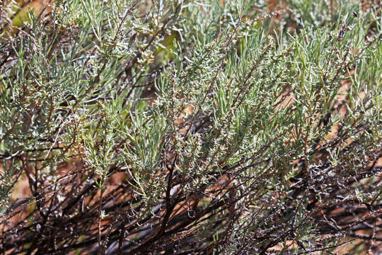 Artemisia filifolia Torr. resmi