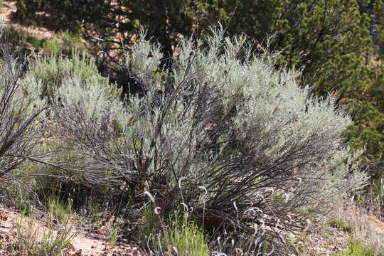 Artemisia filifolia Torr. resmi