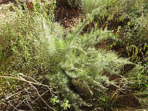 Artemisia filifolia Torr. resmi