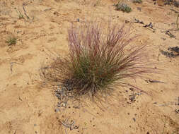 Aristida purpurea Nutt.的圖片