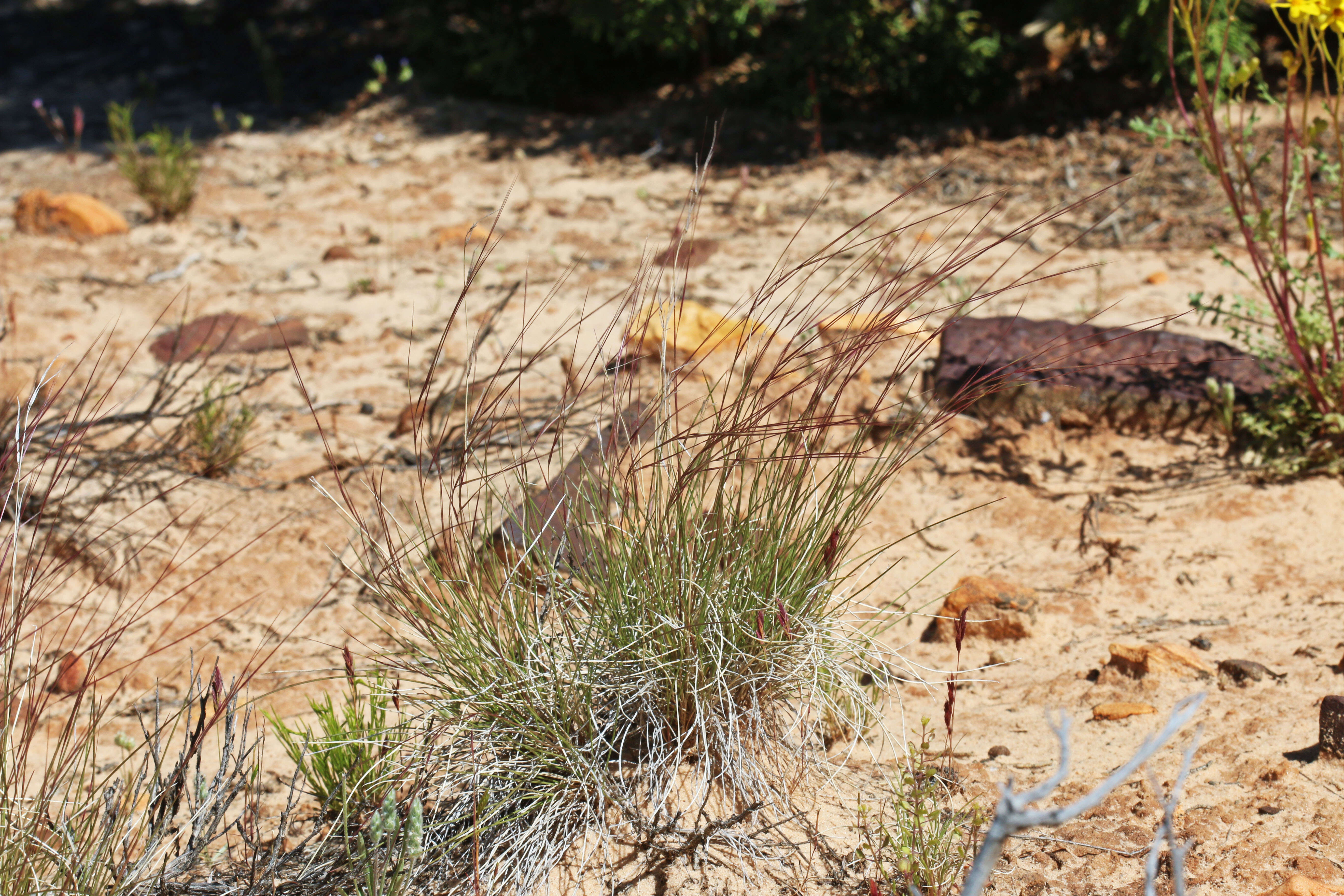 Aristida purpurea Nutt.的圖片