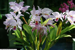 Imagem de Cattleya gaskelliana (N. E. Br.) B. S. Williams