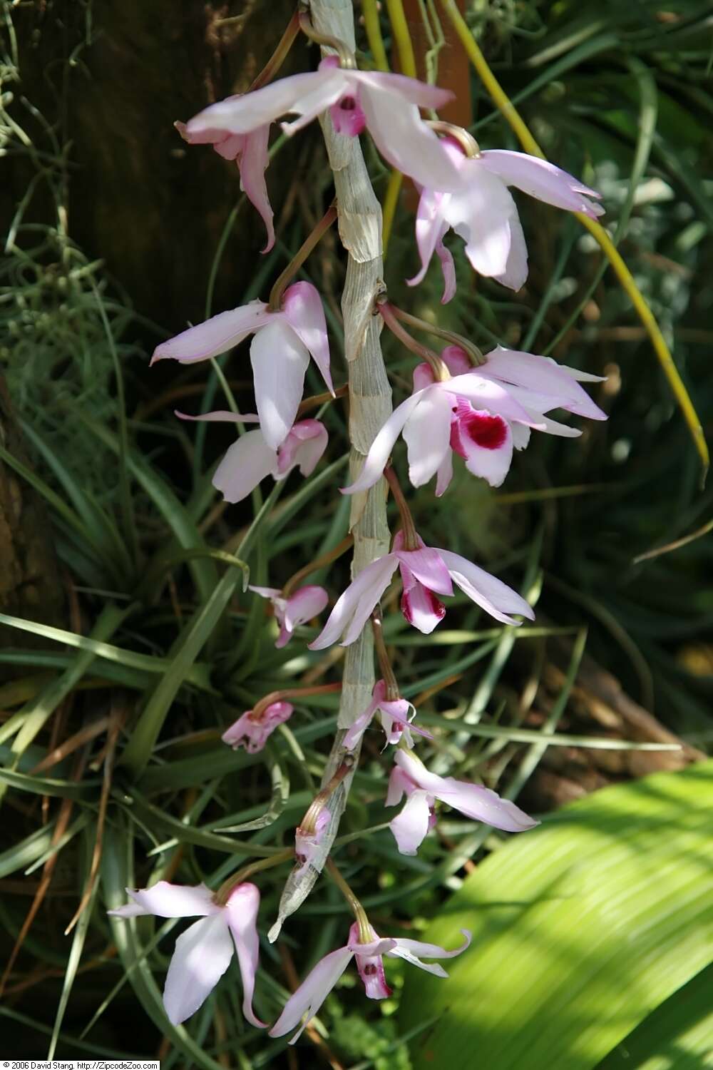 Plancia ëd Dendrobium anosmum Lindl.