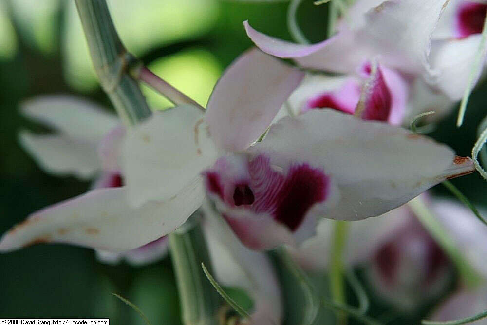 Plancia ëd Dendrobium anosmum Lindl.