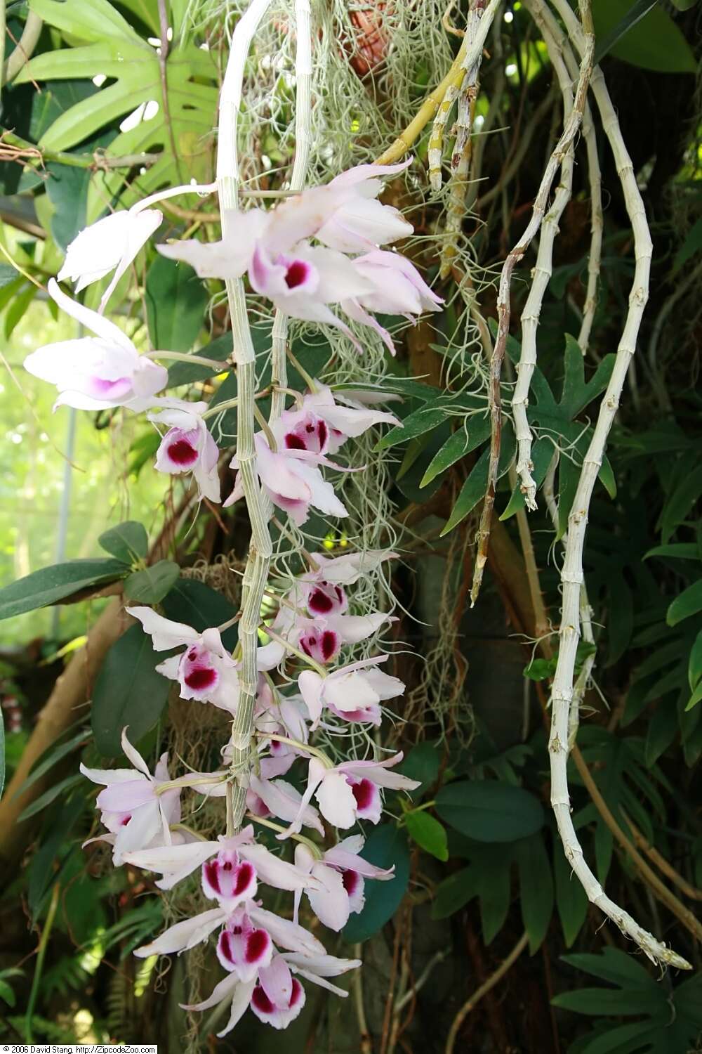 Plancia ëd Dendrobium anosmum Lindl.