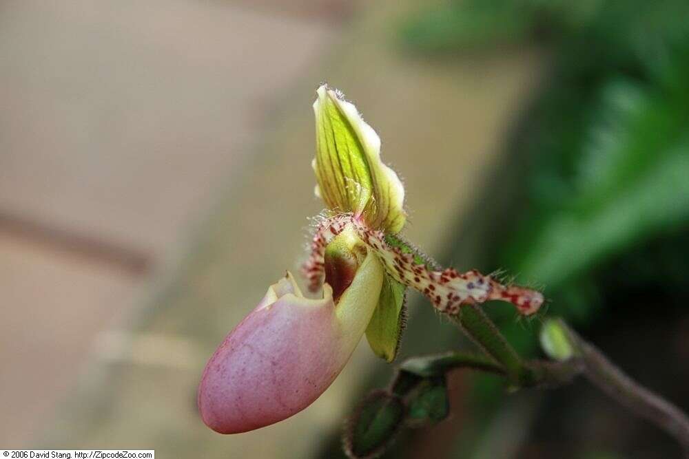 Слика од Paphiopedilum glaucophyllum J. J. Sm.