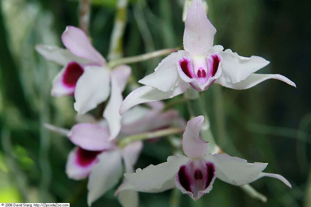 Plancia ëd Dendrobium anosmum Lindl.