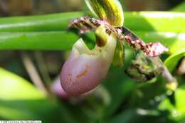 Image de Paphiopedilum liemianum (Fowlie) K. Karas. & K. Saito