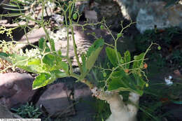 Image of Cyphostemma bainesii (Hook. fil.) Descoings