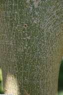 Image of Ficus petiolaris Kunth