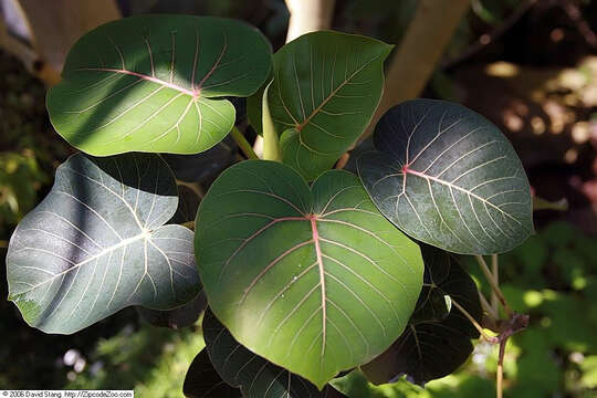 Image of Ficus petiolaris Kunth