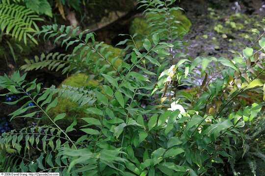 Image of Cycad