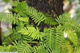 Image of resurrection fern