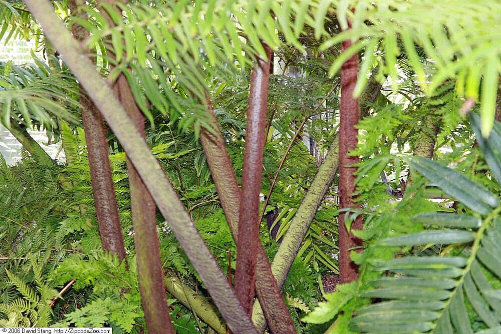 Image of angiopteris fern