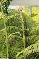 Image of Mexican Tree Fern