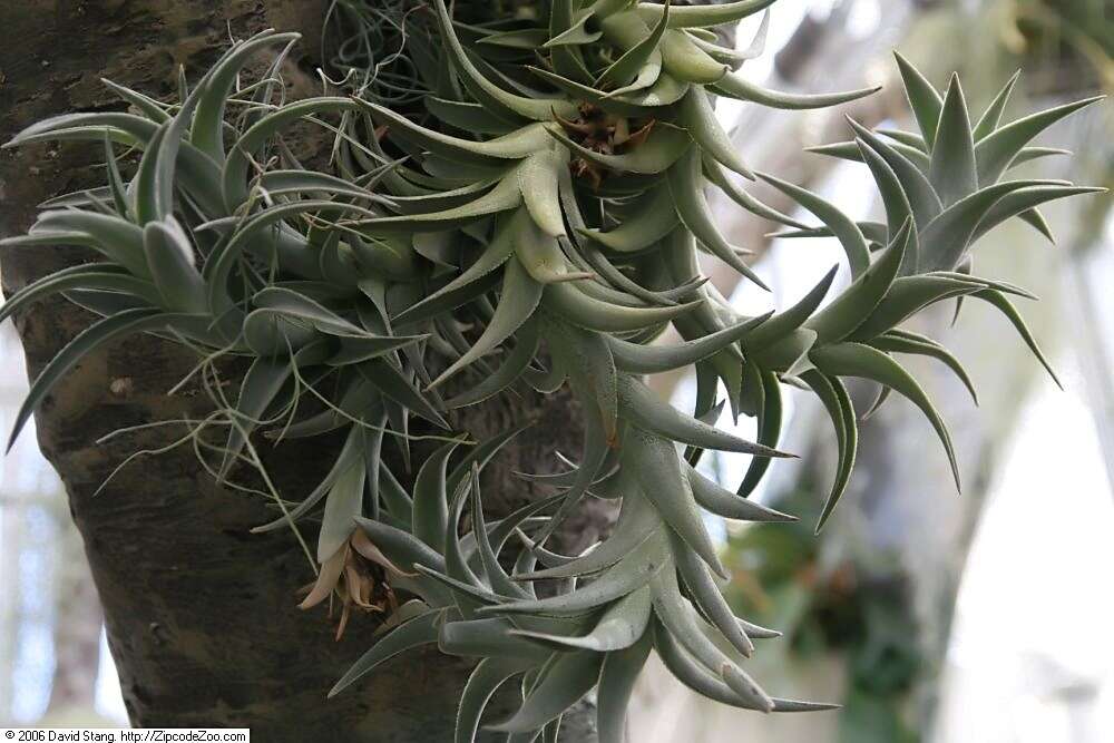 Imagem de Tillandsia edithae Rauh