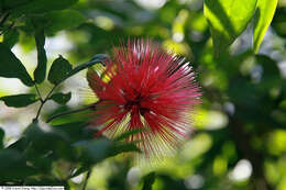 Imagem de Calliandra tergemina (L.) Benth.