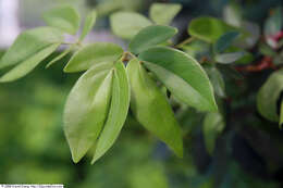 Imagem de Calliandra tergemina (L.) Benth.