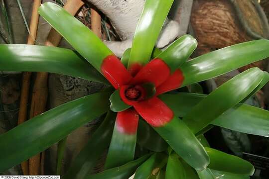 Imagem de Neoregelia compacta (Mez) L. B. Sm.