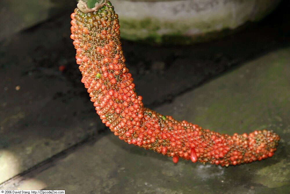 Image of Anthurium eggersii Engl.